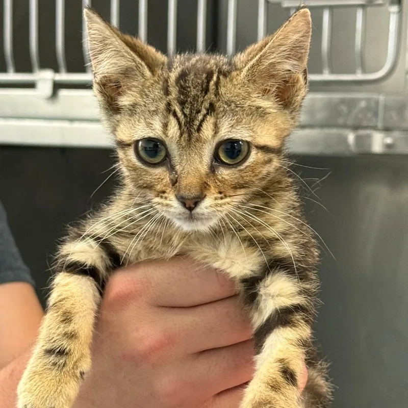 A baby small-sized male Brown / Chocolate Domestic Short Hair cat named Indoor Plant for adoption in Austin, TX