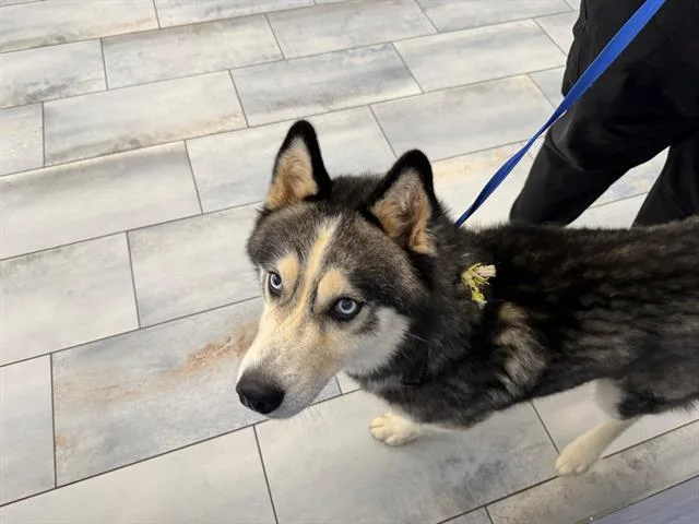 An adult large-sized male Siberian Husky dog named Alpine for adoption in Charlotte, NC