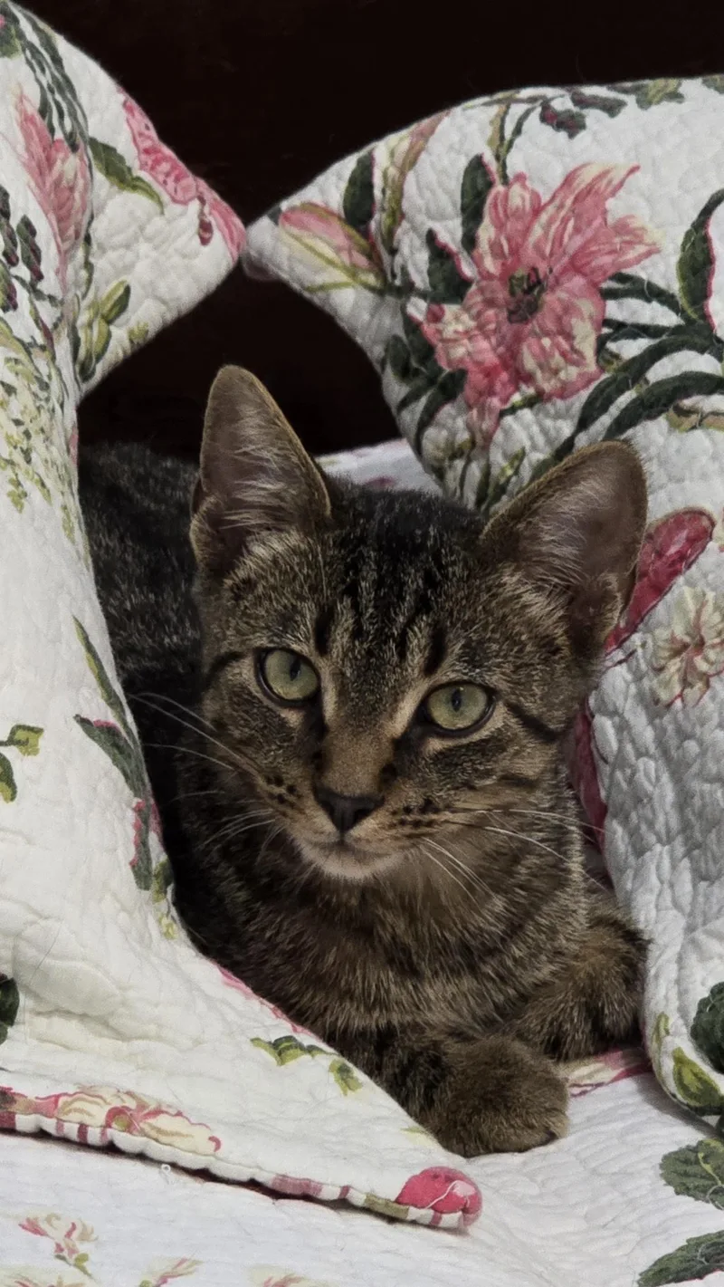 A young medium-sized male Tabby (Brown / Chocolate) Domestic Short Hair cat named Loki for adoption in Bethel, OH
