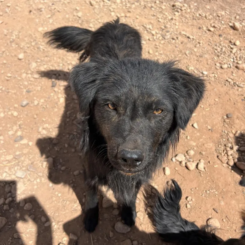 An adult medium-sized male Brindle Mixed Breed dog named Sugar Free for adoption in Moab, UT
