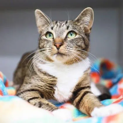 An adult small-sized female Brown / Chocolate Domestic Short Hair cat named Annie for adoption in Atlanta, GA