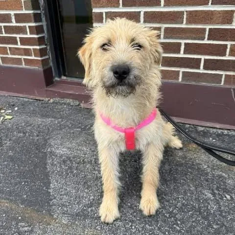 A young medium-sized female Yellow / Tan / Blond / Fawn Mixed Breed dog named Danielle for adoption in Alexandria, VA