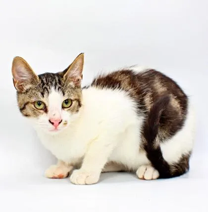 A baby small-sized male Domestic Short Hair cat named Cyborg for adoption in Morton Grove, IL