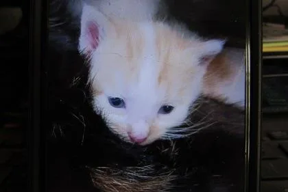 A baby medium-sized male Domestic Short Hair cat named Travis for adoption in West Memphis, AR