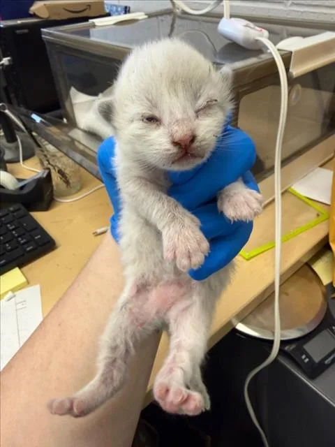 A baby small-sized female Domestic Short Hair cat named Creampuff for adoption in Woodland, CA