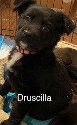 Drusilla