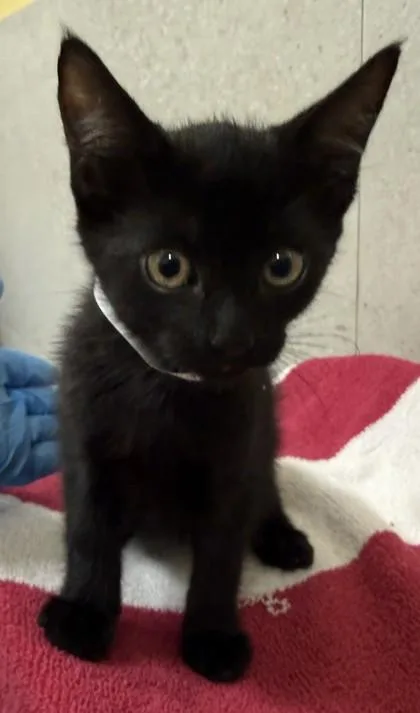 A baby small-sized female Domestic Short Hair cat named Bonita for adoption in Honolulu, HI