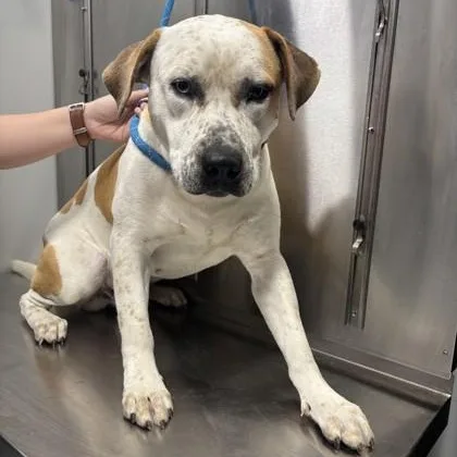 An adult large-sized male White / Cream American Staffordshire Terrier dog named Thor for adoption in Converse, TX