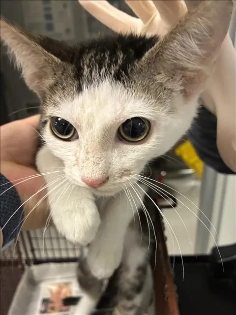 A baby small-sized male Domestic Short Hair cat named Louis for adoption in Los Angeles, CA