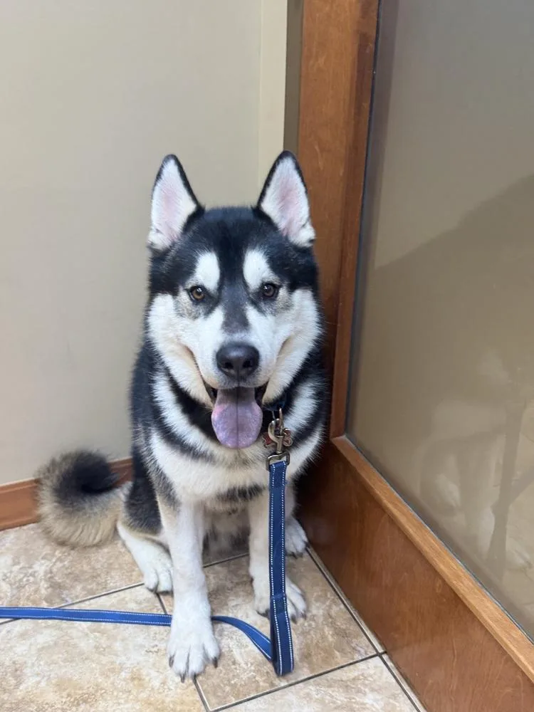 An adult large-sized male Husky dog named Jack for adoption in Columbus, OH