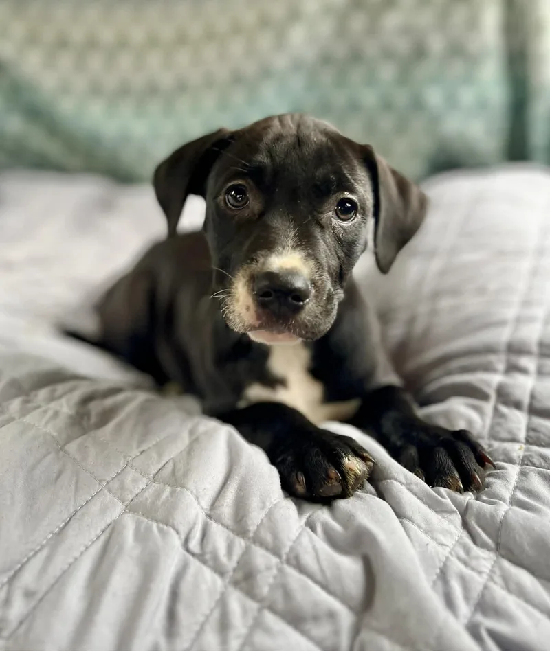 Lilly