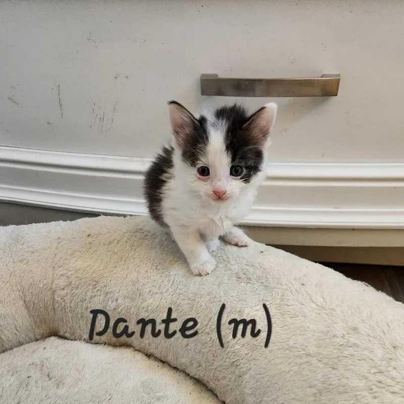 Dante