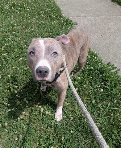An adult medium-sized male Pit Bull Terrier dog named Indigo for adoption in Dayton, OH