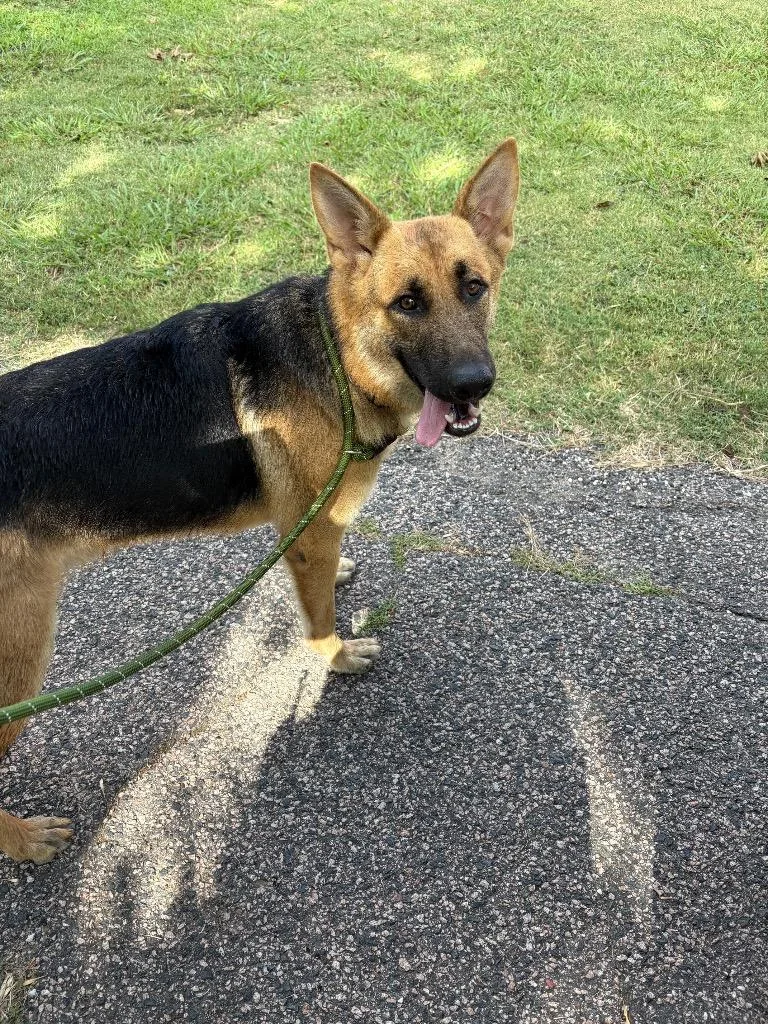 A young large-sized male German Shepherd Dog dog named Milo for adoption in Ada, OK