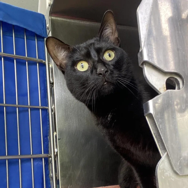 A young medium-sized male Black Domestic Short Hair cat named Onyx for adoption in Grand Rapids, MI