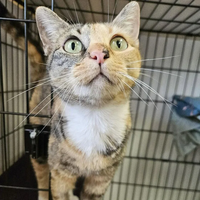 An adult medium-sized female Domestic Short Hair cat named Azure for adoption in Candler, NC