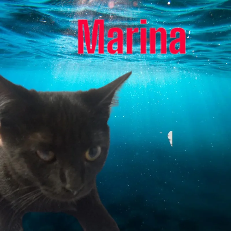 A baby medium-sized female Black Domestic Short Hair cat named Marina for adoption in Orleans, VT