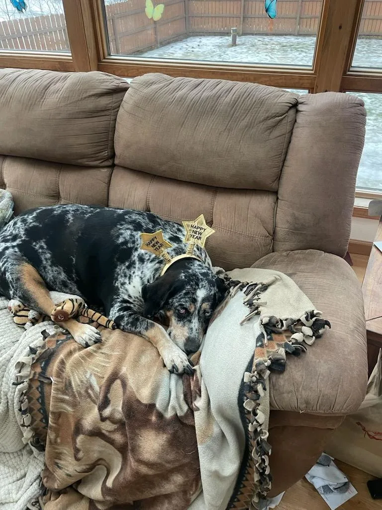 A senior medium-sized female Merle (Blue) Hound dog named Trixie Courtesy Listing for adoption in Polson, MT