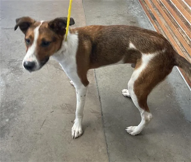 A young extra large-sized male Mixed Breed dog named Duque for adoption in Dallas, TX