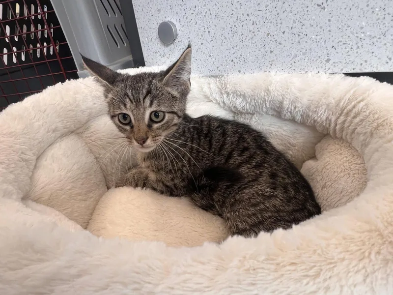 A baby medium-sized male Tabby cat named Bart for adoption in Georgetown, KY