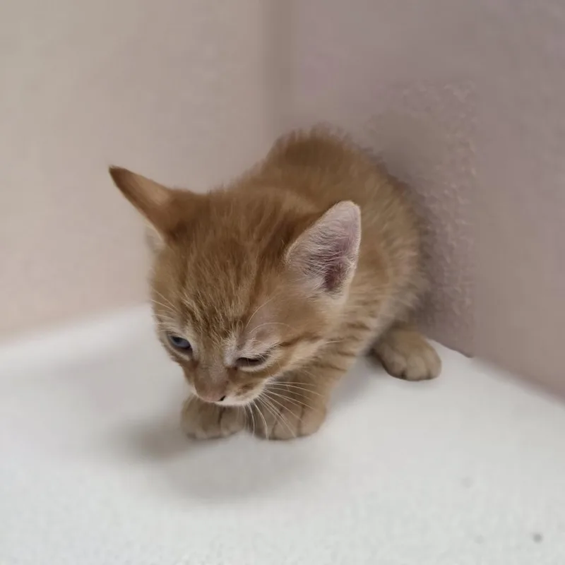 A baby small-sized male Domestic Short Hair cat named Sunny for adoption in Jupiter, FL