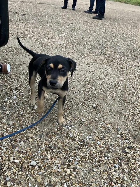 A baby small-sized female Mixed Breed dog named Delilah for adoption in Dallas, TX