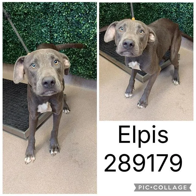 A young large-sized male Mixed Breed dog named Elpis for adoption in Macon, GA