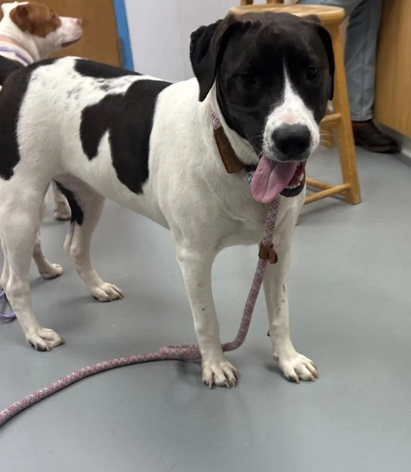 A young medium-sized female Pit Bull Terrier dog named Newyork for adoption in Hartsville, SC