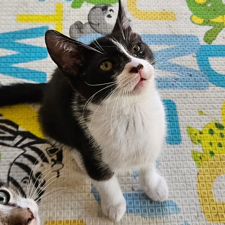 A baby small-sized female Black Domestic Short Hair cat named Kennedy for adoption in Westminster, CA