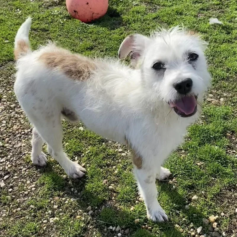 A young small-sized male White / Cream Wirehaired Terrier dog named Patrick for adoption in Quakertown, PA