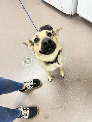 An adult medium-sized female German Shepherd Dog dog named Momma for adoption in South Bend, IN