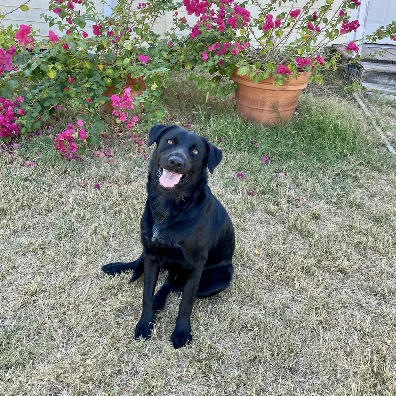 An adult medium-sized male Black Labrador Retriever dog named Coal for adoption