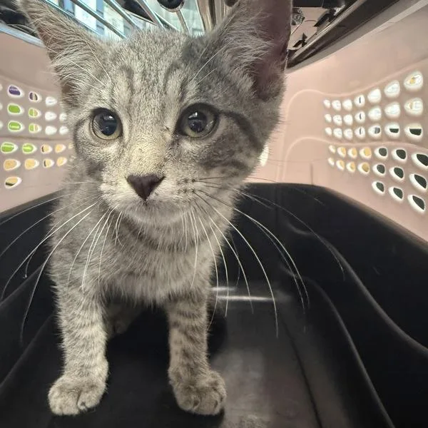 A baby small-sized male Domestic Short Hair cat named Ilia for adoption in Des Moines, IA