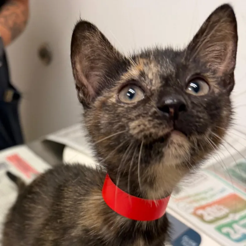 A baby small-sized female Tortoiseshell Domestic Short Hair cat named Etta for adoption in Jacksonville, FL
