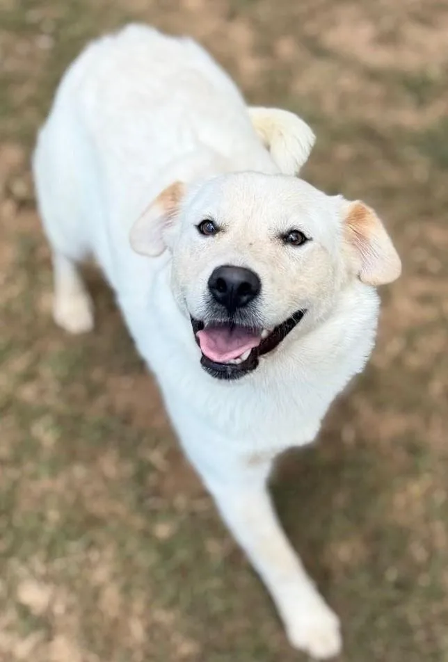 A young medium-sized female White / Cream Golden Retriever dog named Sugar for adoption in New Canaan, CT