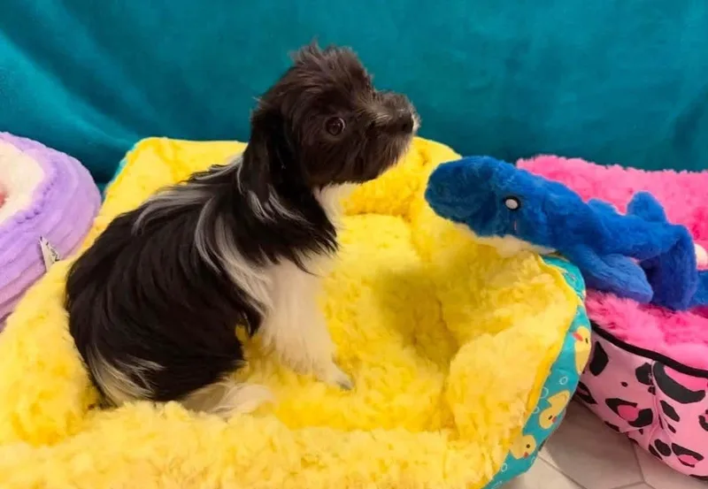 A baby small-sized female Yorkshire Terrier dog named Swing for adoption in Blanch, NC