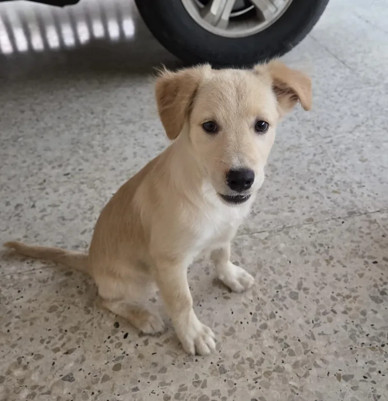 A baby medium-sized male White / Cream Golden Retriever dog named ASHER perfect family for adoption in New York, NY