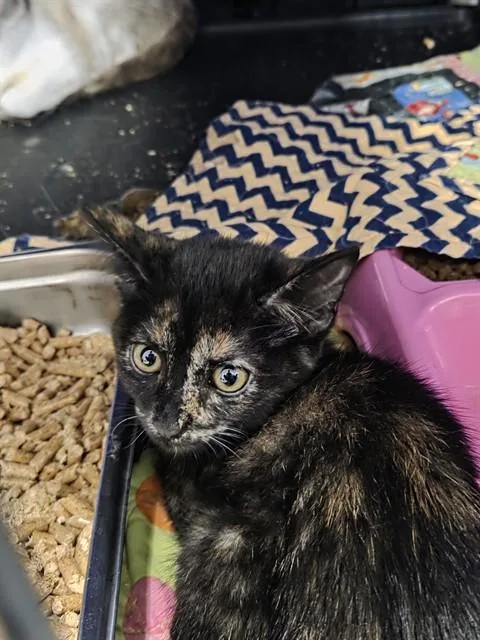 An adult small-sized female Domestic Short Hair cat named Faye for adoption in Casper, WY