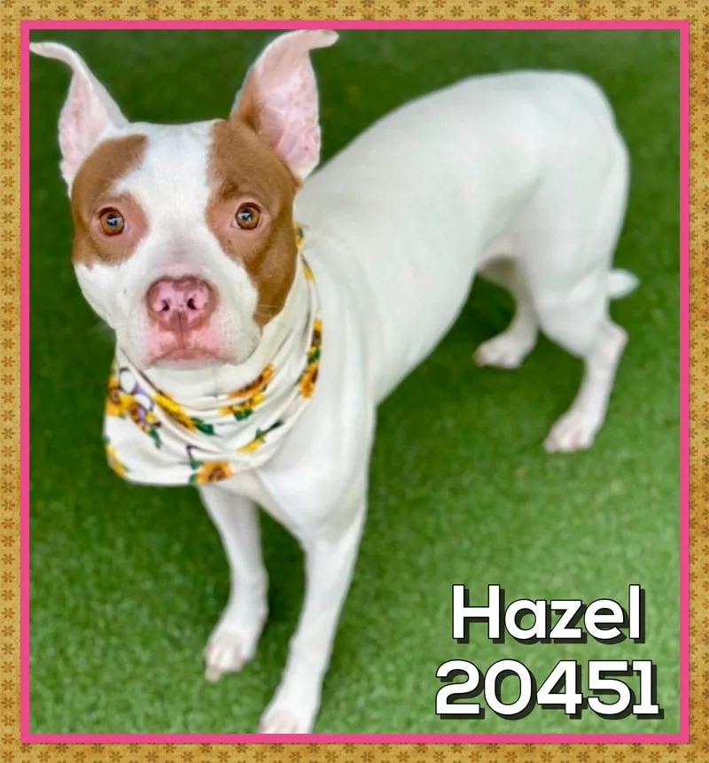 An adult medium-sized female Brown / Chocolate American Staffordshire Terrier dog named Hazel for adoption in Marietta, GA