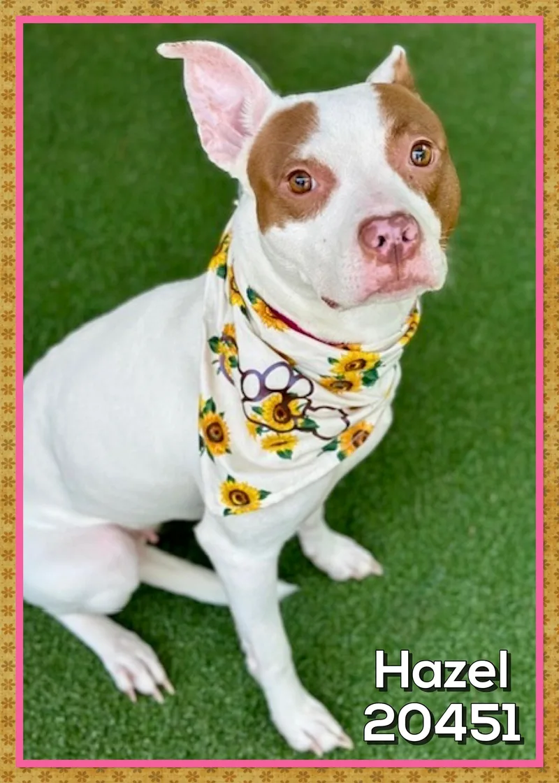 Hazel thumbnail 2