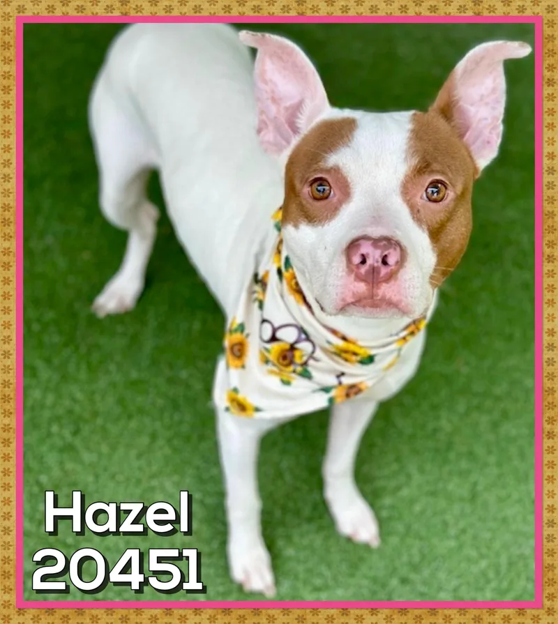 Hazel thumbnail 3