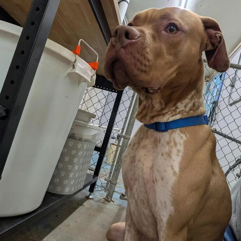 An adult small-sized male Yellow / Tan / Blond / Fawn German Shorthaired Pointer dog named Bucco for adoption in Greenville, PA