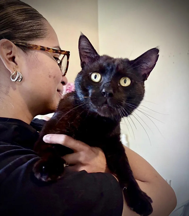 An adult medium-sized male Black Domestic Short Hair cat named Peter for adoption in Brooklyn, NY