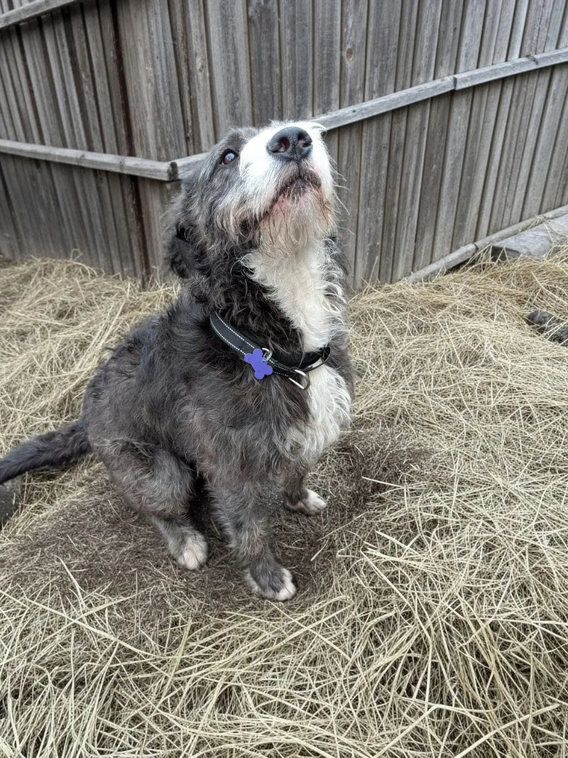 Archie