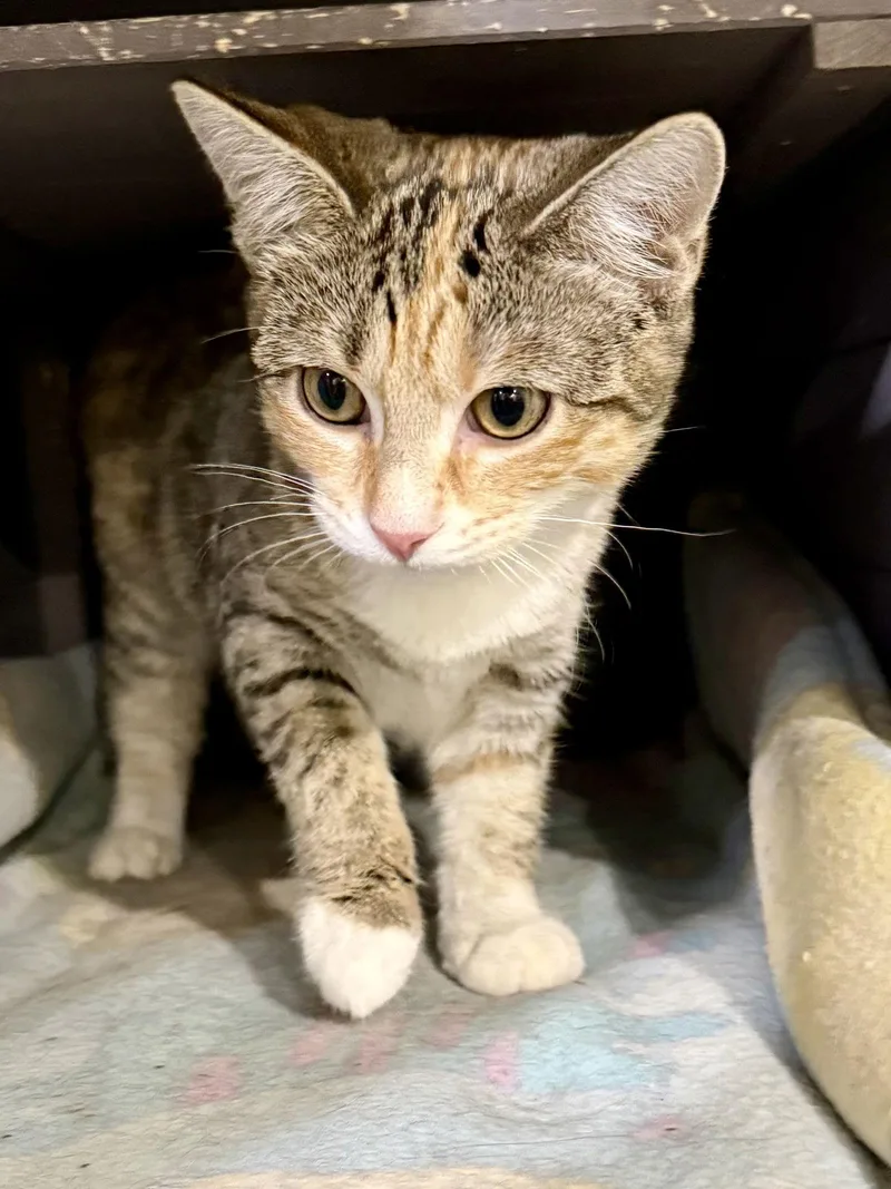 Cat  Winter thumbnail 2