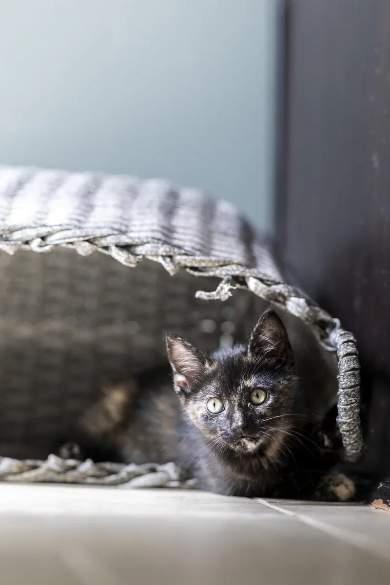 A young medium-sized female Domestic Medium Hair cat named Mei for adoption in Alpharetta, GA