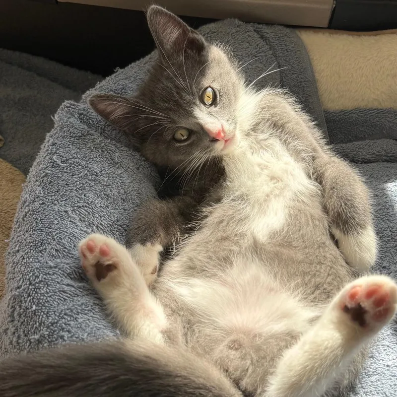 A young medium-sized male Gray & White Domestic Short Hair cat named Turquoise for adoption in Evanston, IL