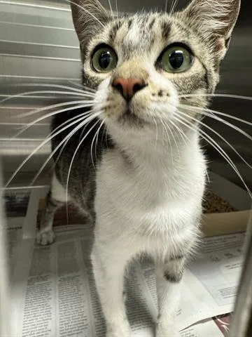 A young medium-sized female Domestic Short Hair cat named Patricia for adoption in San Martin, CA