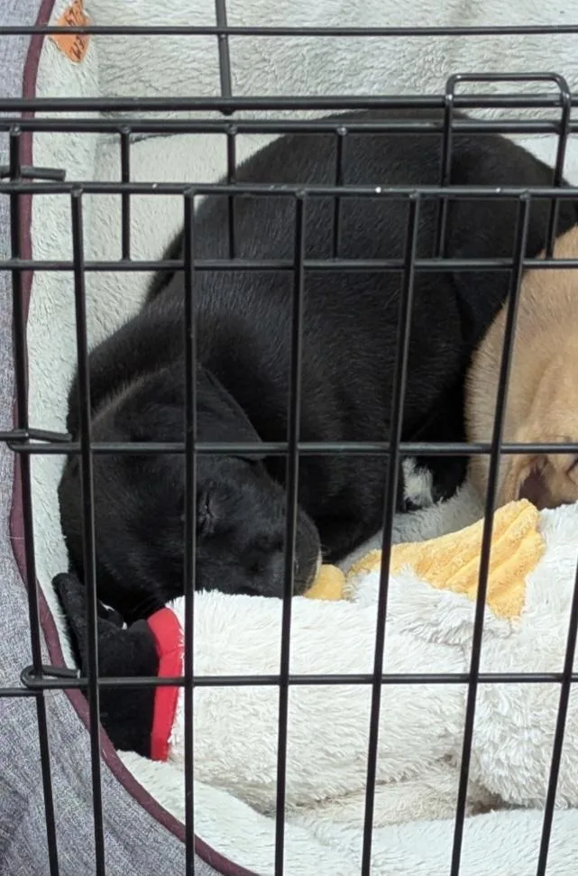 A baby medium-sized male Border Collie dog named Bean for adoption in Plano, TX