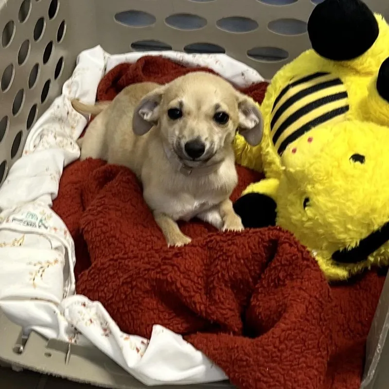 A baby small-sized male Yellow / Tan / Blond / Fawn Mixed Breed dog named Yote for adoption in New York, NY